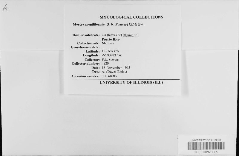 Metacapnodium moniliforme image