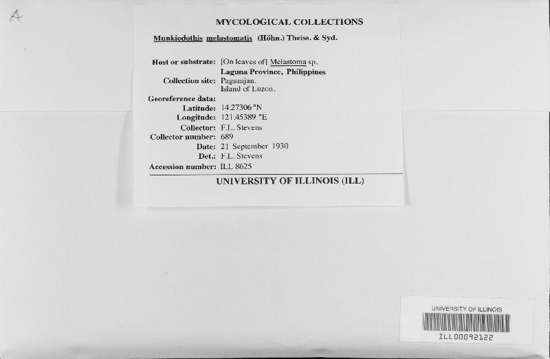 Rehmiodothis osbeckiae image