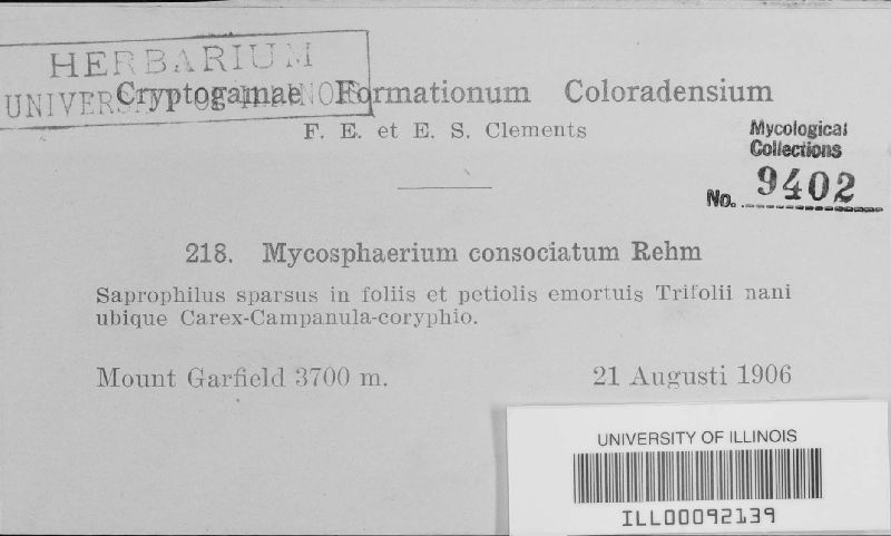 Mycosphaerella consociata image