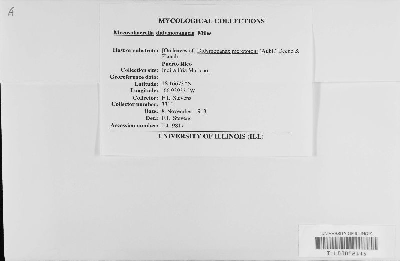 Mycosphaerella didymopanacis image