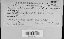 Mycosphaerella didymopanacis image