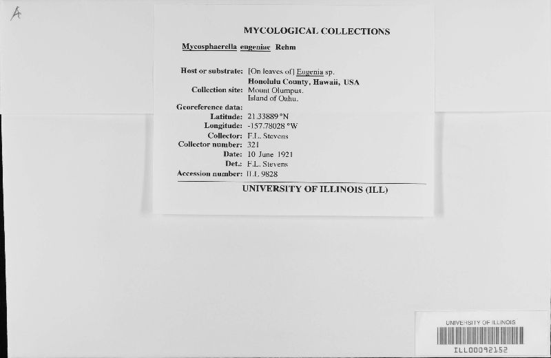 Mycosphaerella eugeniae image