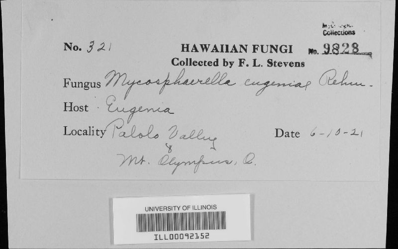 Mycosphaerella eugeniae image
