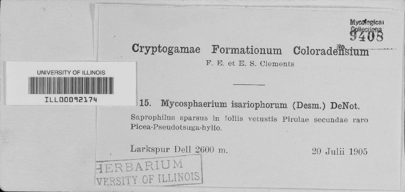 Mycosphaerella isariophora image