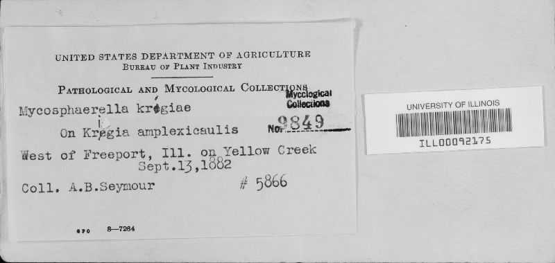 Mycosphaerella krigiae image