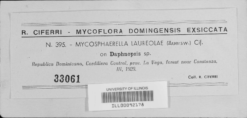 Mycosphaerella laureolae image