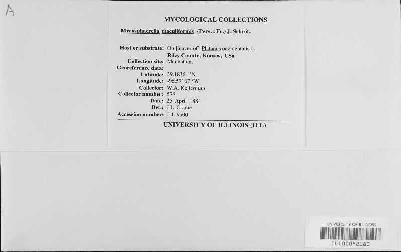 Mycosphaerella maculiformis image