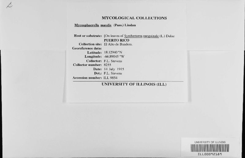 Mycosphaerella maydis image