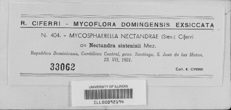 Mycosphaerella nectandrae image