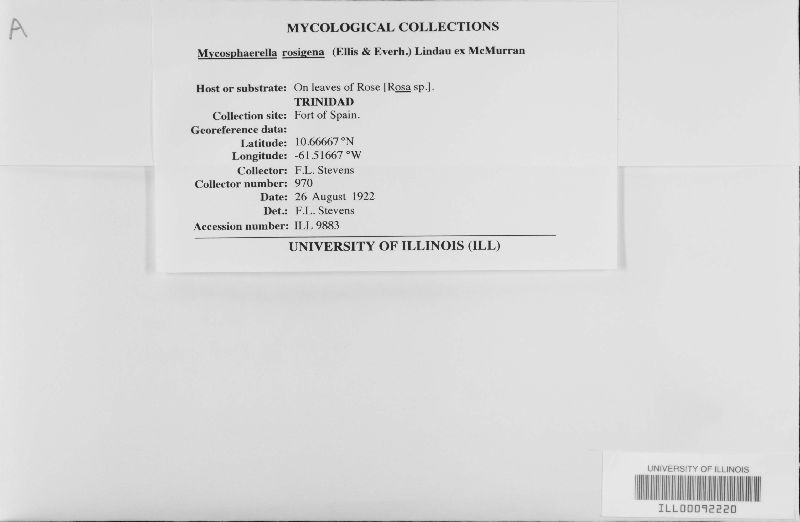 Davidiella rosigena image