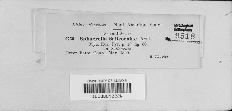 Mycosphaerella salicorniae image