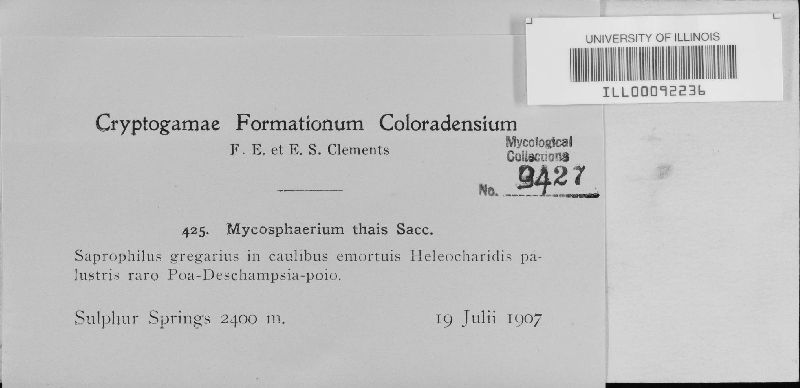 Mycosphaerella thais image