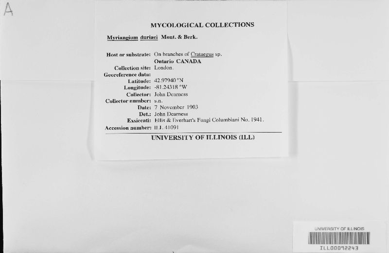 Myriangium image