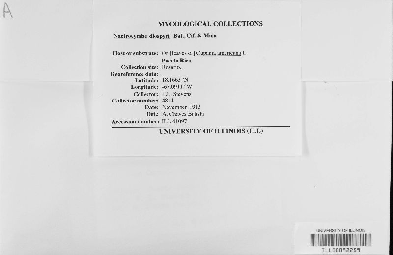 Naetrocymbe diospyri image