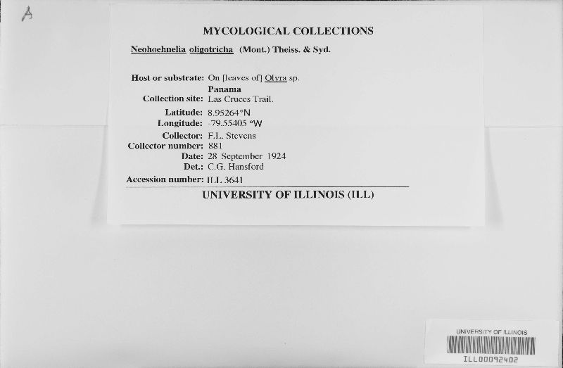 Neohoehnelia oligotricha image