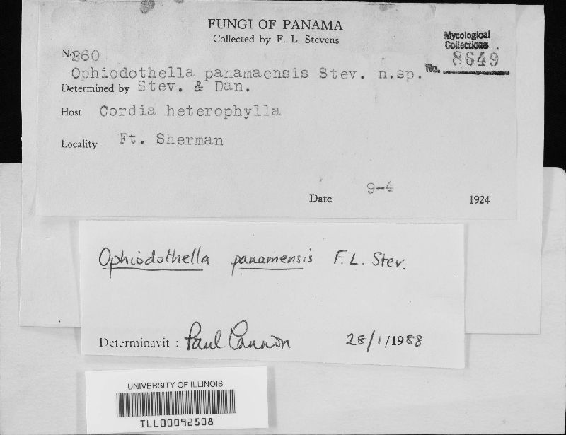 Ophiodothella panamensis image