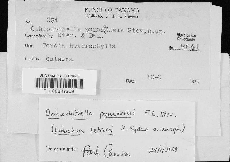 Ophiodothella panamensis image