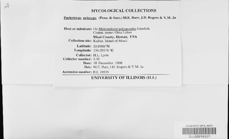 Pachytrype princeps image