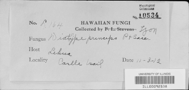Pachytrype princeps image