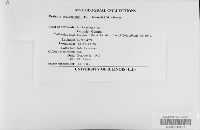 Pezicula crataegicola image