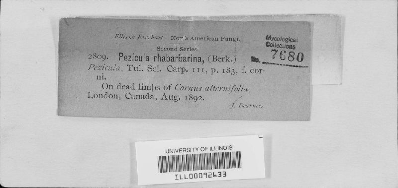 Pezicula rubi image