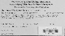 Phaeonectriella lignicola image