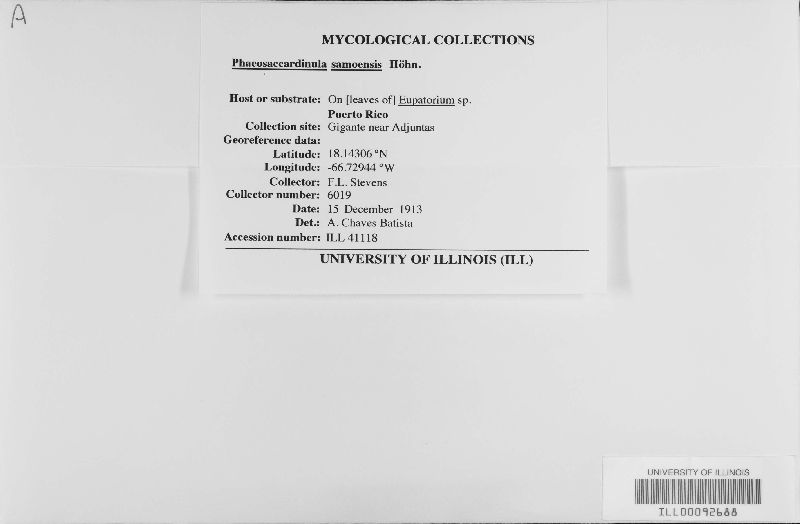 Phaeosaccardinula samoensis image