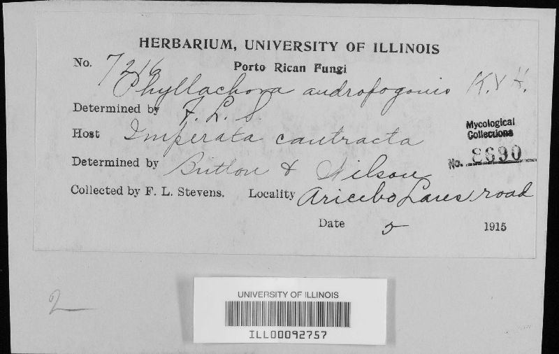 Phyllachora andropogonis image