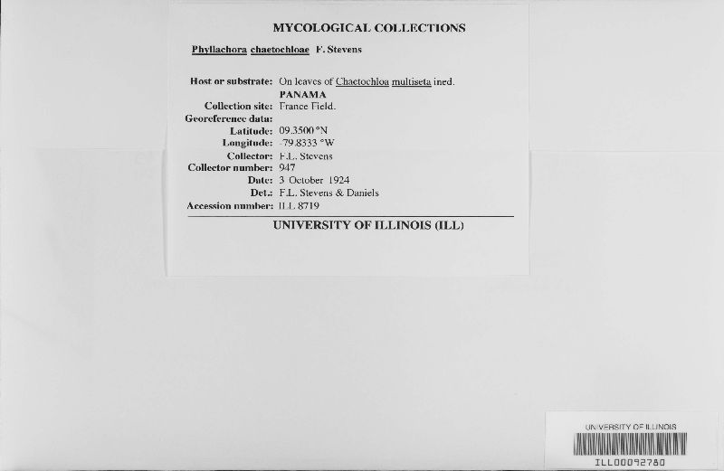 Phyllachora minutissima image