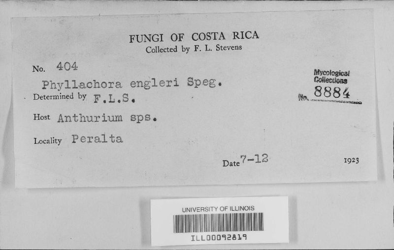 Phyllachora phylloplaca image