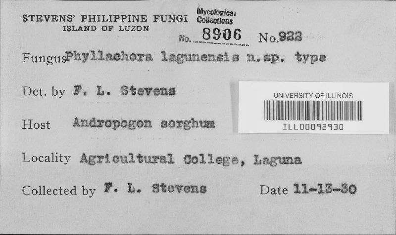 Phyllachora lagunensis image
