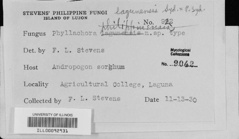 Phyllachora lagunensis image