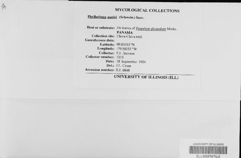 Phyllachora panici image