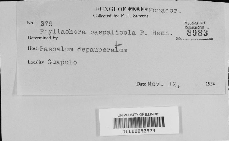 Phyllachora paspalicola image