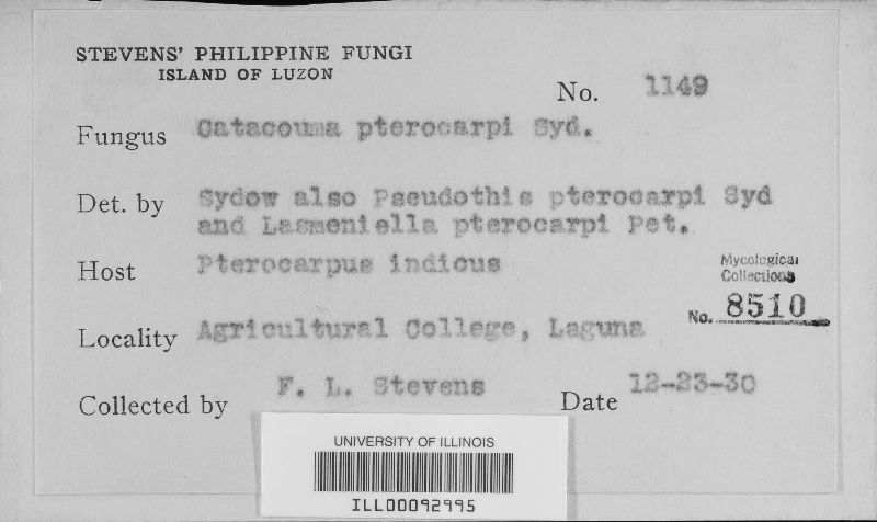 Phyllachora pterocarpi image