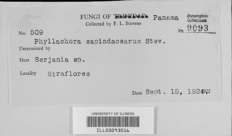 Phyllachora sapindacearum image