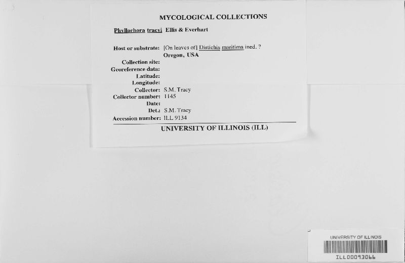 Phyllachora sylvatica f. sylvatica image