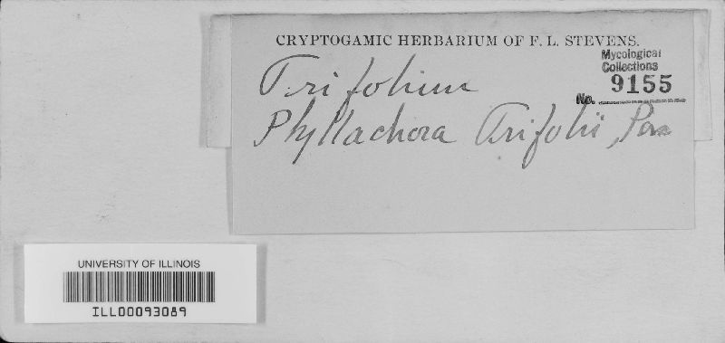 Cymadothea trifolii image
