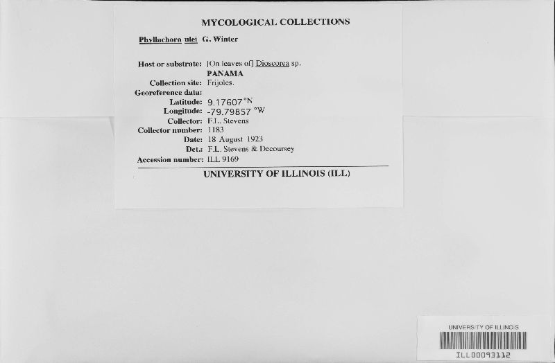 Phyllachoraceae image