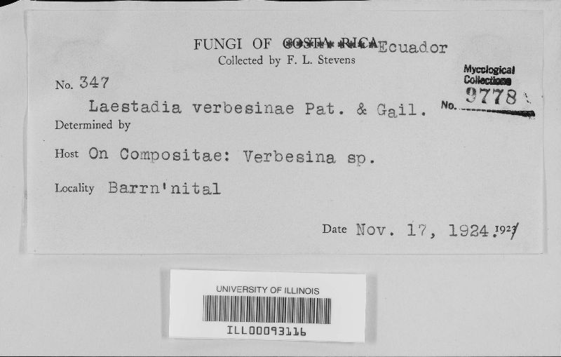 Phyllachora verbesinae image