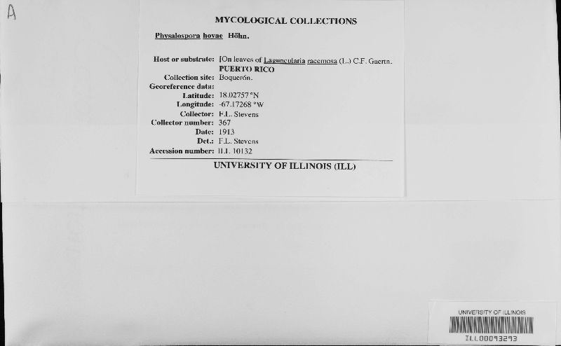 Physalospora hoyae image