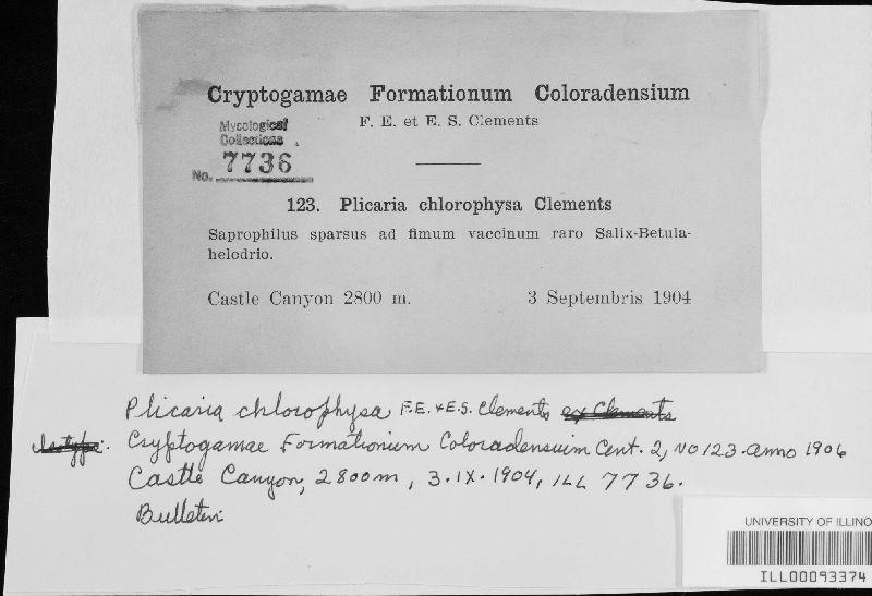 Plicaria chlorophysa image