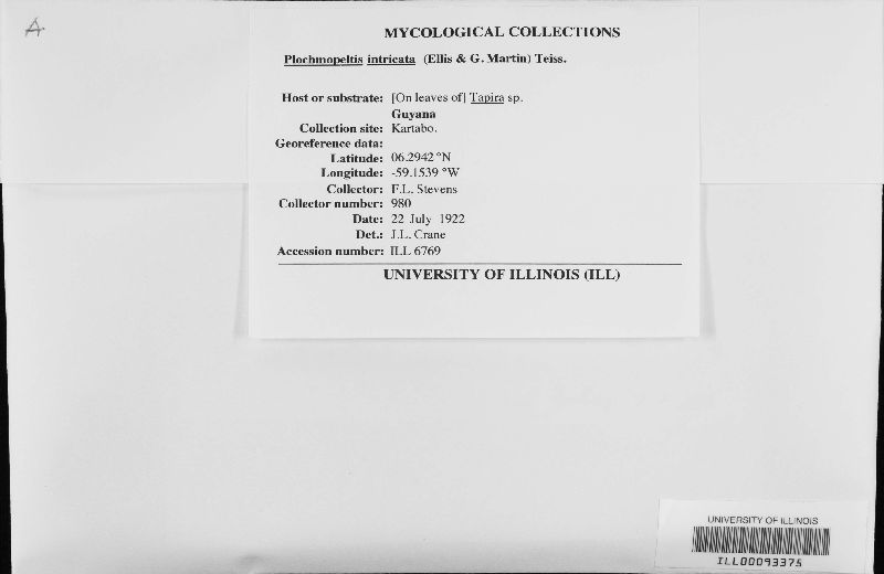 Plochmopeltis intricata image