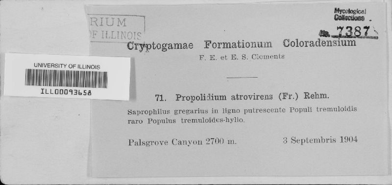 Propolidium atrovirens image