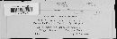 Protomyces macrosporus image