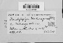 Pseudopeziza medicaginis image