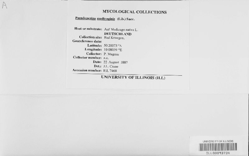 Pseudopeziza medicaginis image