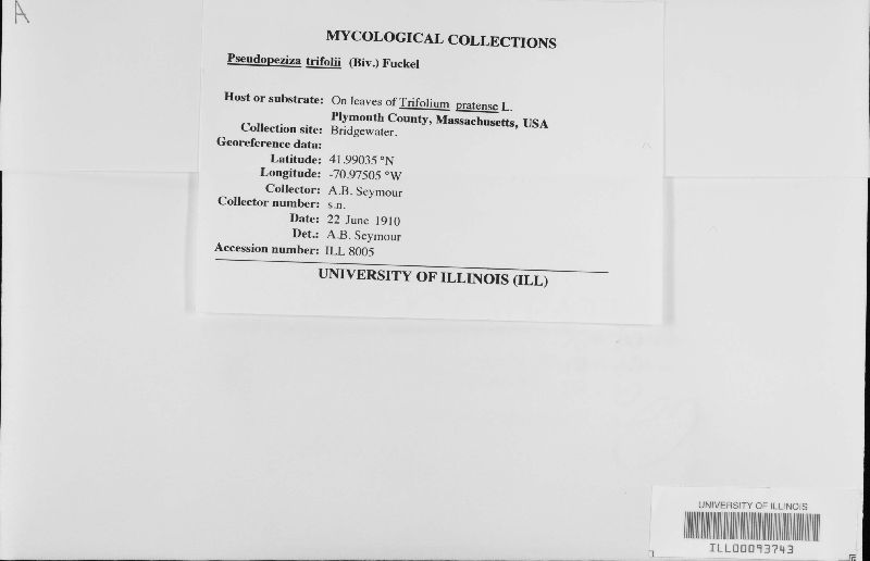 Pseudopeziza trifolii image