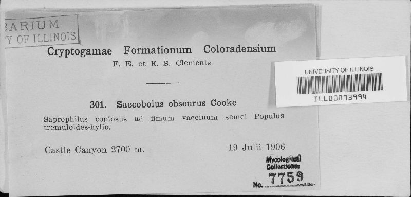 Saccobolus obscurus image