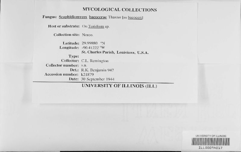 Scaphidiomyces baeocerae image